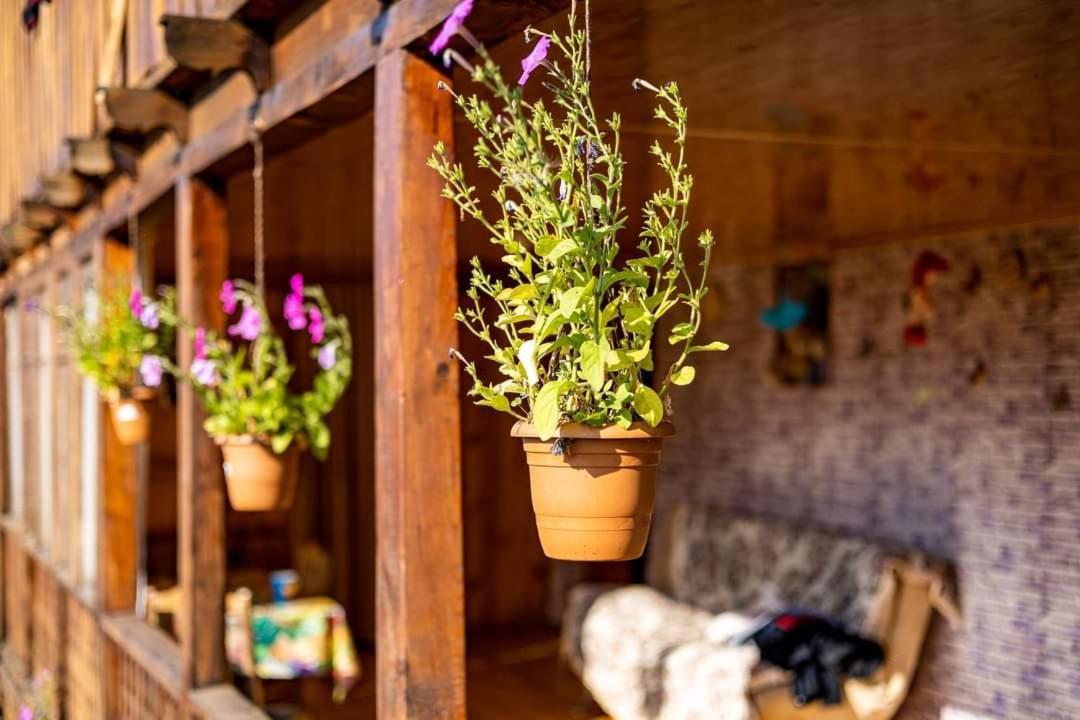 Guest House Old Omalo ภายนอก รูปภาพ